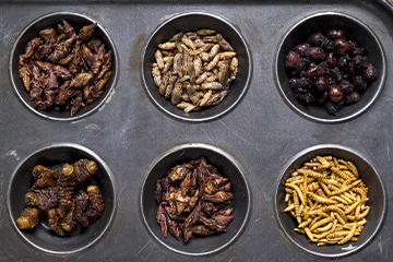 Research edible insects as a near future food resource